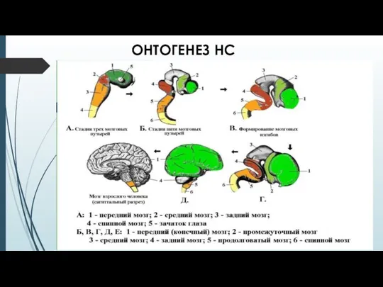 ОНТОГЕНЕЗ НС