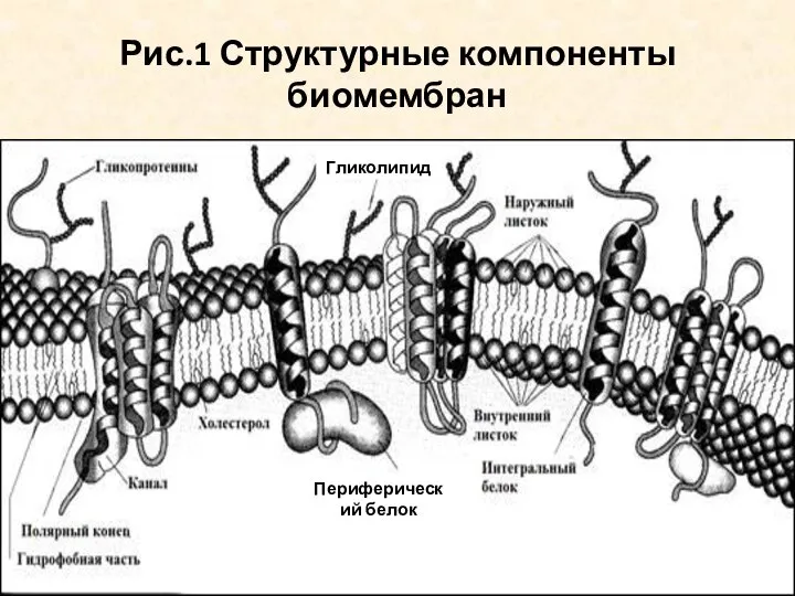 Рис.1 Структурные компоненты биомембран Гликолипид Периферический белок