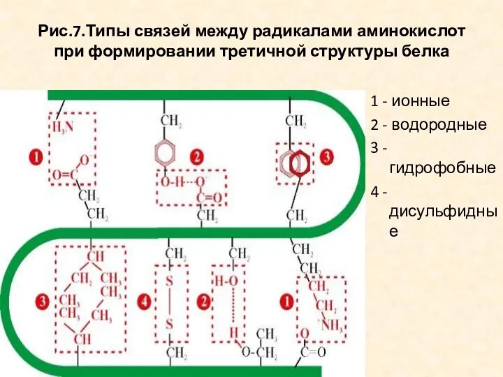 Рис.7.Типы связей между радикалами аминокислот при формировании третичной структуры белка 1 -