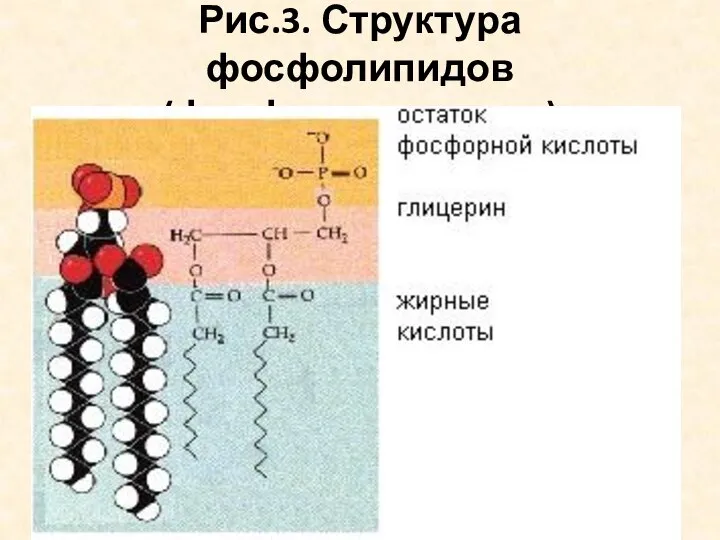 Рис.3. Структура фосфолипидов (фосфоглицеридов)