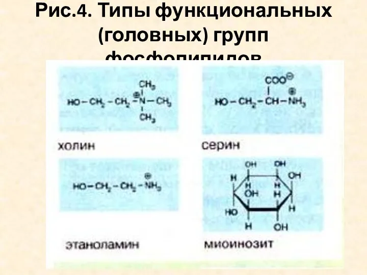 Рис.4. Типы функциональных (головных) групп фосфолипидов