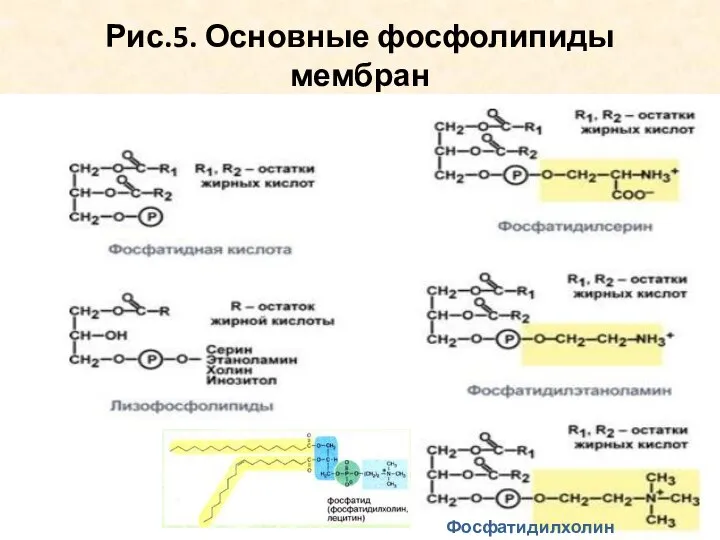 Рис.5. Основные фосфолипиды мембран Фосфатидилхолин