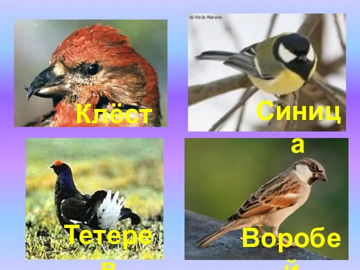 Клёст Тетерев Синица Воробей