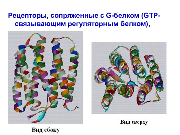 Рецепторы, сопряженные с G-белком (GTP-связывающим регуляторным белком),