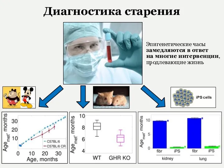 Диагностика старения Эпигенетические часы замедляются в ответ на многие интервенции, продлевающие жизнь