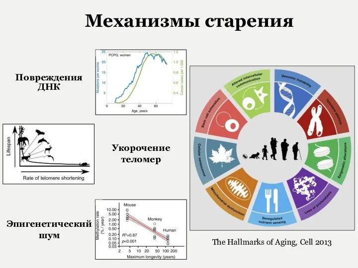 Механизмы старения The Hallmarks of Aging, Cell 2013 Повреждения ДНК Укорочение теломер Эпигенетический шум