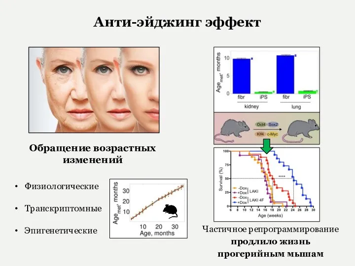 Эпигенетические Анти-эйджинг эффект Обращение возрастных изменений Транскриптомные Физиологические Частичное репрограммирование продлило жизнь прогерийным мышам