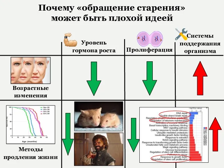 Почему «обращение старения» может быть плохой идеей Системы поддержания организма Возрастные изменения