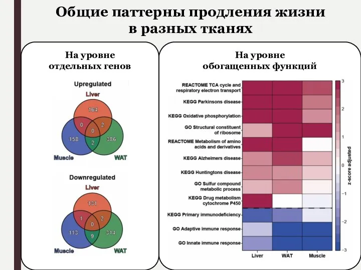 На уровне обогащенных функций На уровне отдельных генов Общие паттерны продления жизни в разных тканях