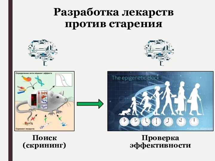 Разработка лекарств против старения Проверка эффективности Поиск (скрининг)