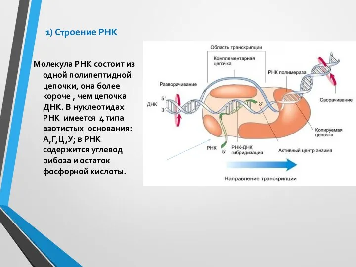 1) Строение РНК Молекула РНК состоит из одной полипептидной цепочки, она более