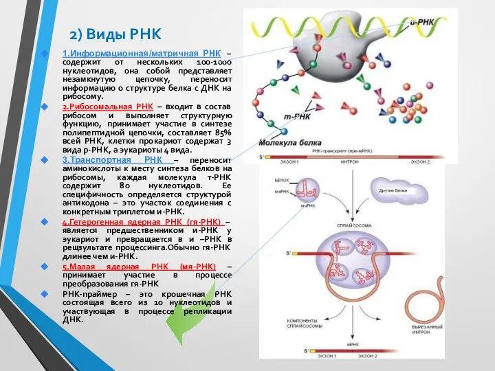 2) Виды РНК 1.Информационная/матричная РНК – содержит от нескольких 100-1000 нуклеотидов, она