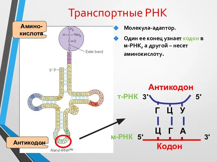 Транспортные РНК www.themegallery.com Молекула-адаптор. Один ее конец узнает кодон в м-РНК, а