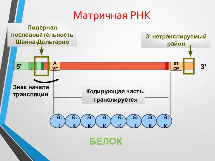 Матричная РНК Кодирующая часть, транслируется 3' 5' Лидерная последовательность Шайна-Дальгарно БЕЛОК АУГ