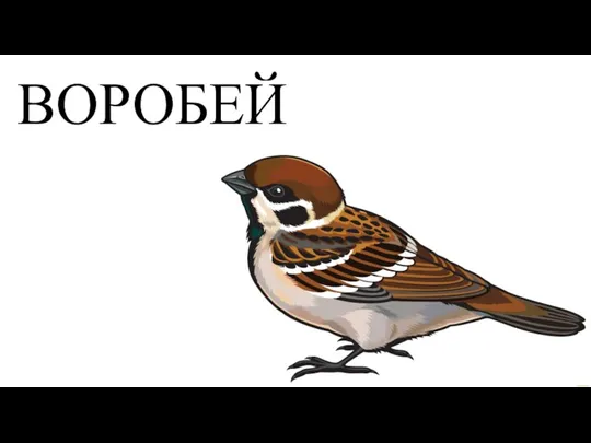 ВОРОБЕЙ