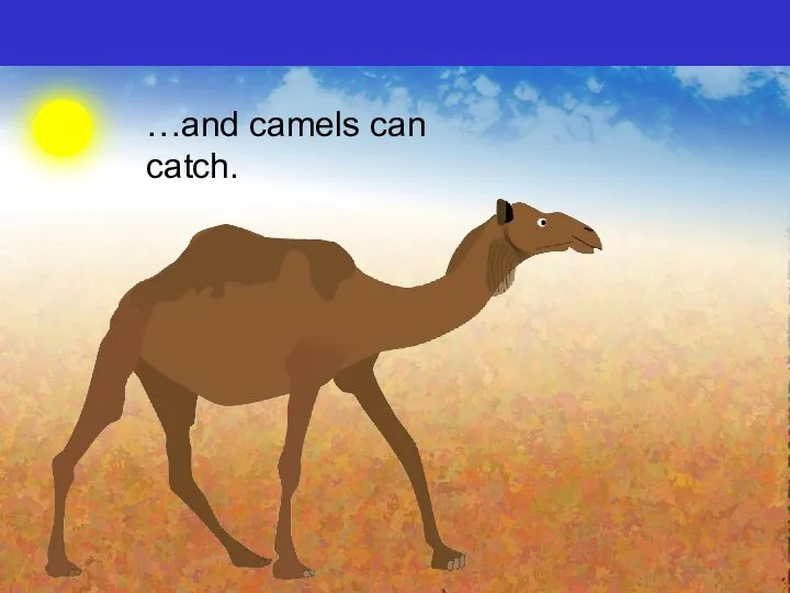 …and camels can catch.