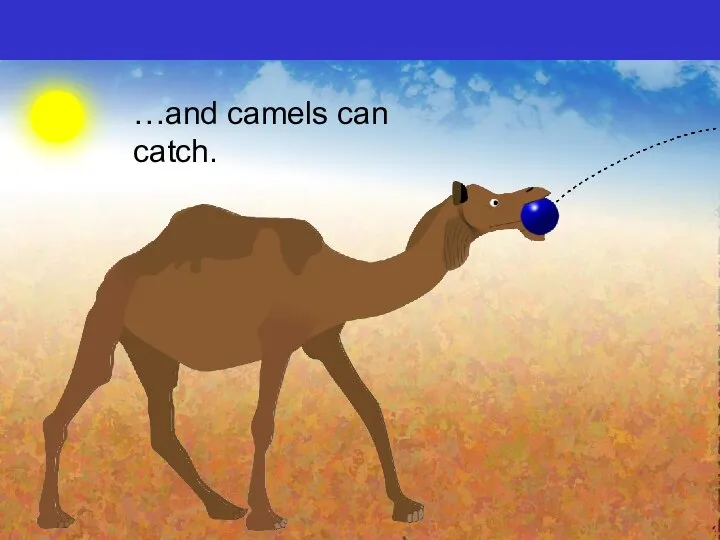 …and camels can catch.