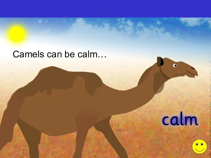Camels can be calm…