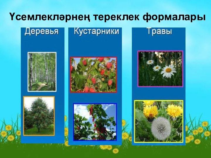 Үсемлекләрнең тереклек формалары