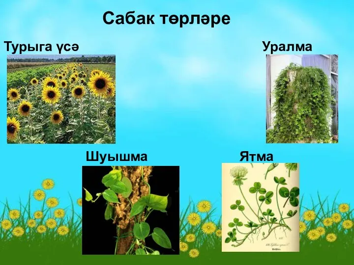 Сабак төрләре Турыга үсә Уралма Шуышма Ятма