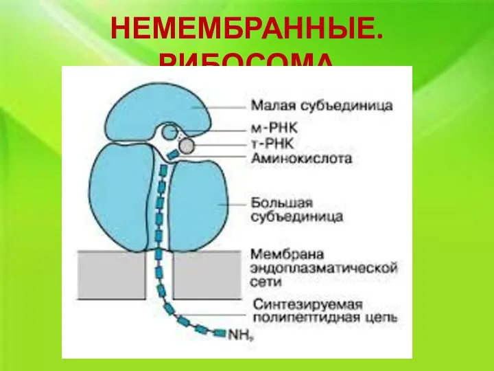 НЕМЕМБРАННЫЕ. РИБОСОМА