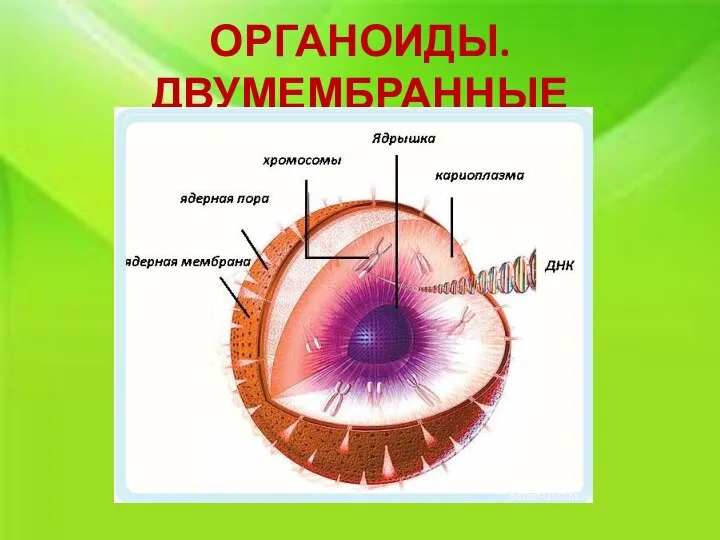 ОРГАНОИДЫ. ДВУМЕМБРАННЫЕ