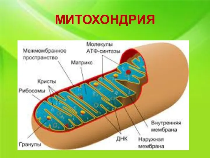 МИТОХОНДРИЯ