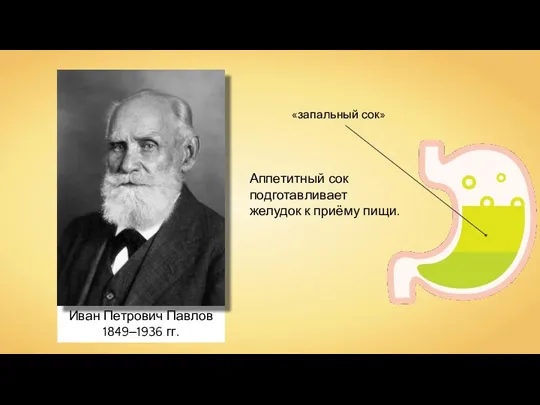 Иван Петрович Павлов 1849‒1936 гг. Аппетитный сок подготавливает желудок к приёму пищи.