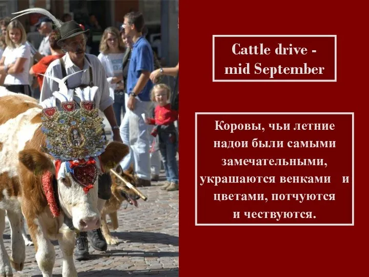 Cattle drive - mid September Коровы, чьи летние надои были самыми замечательными,