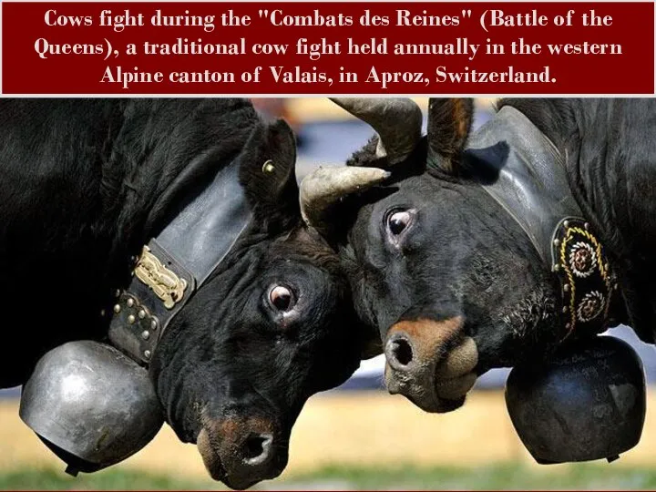 Cows fight during the "Combats des Reines" (Battle of the Queens), a
