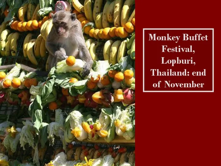 Monkey Buffet Festival, Lopburi, Thailand: end of November