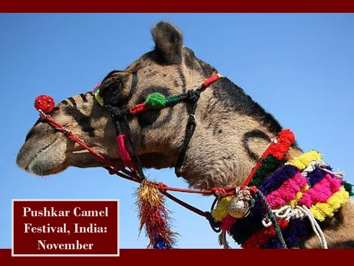 Pushkar Camel Festival, India: November