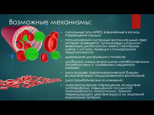 Возможные механизмы: сигнальные пути АПФ2, вовлечённые в каскад повреждения сердца; патологический системный