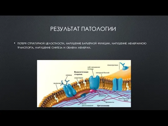 РЕЗУЛЬТАТ ПАТОЛОГИИ потеря структурной целостности, нарушение барьерной функции, нарушение мембранною транспорта, нарушение синтеза и обмена мембран.