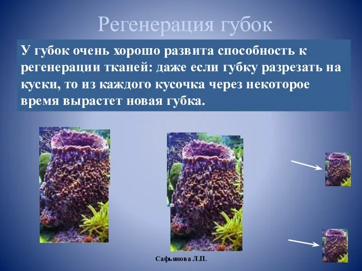 Регенерация губок У губок очень хорошо развита способность к регенерации тканей: даже