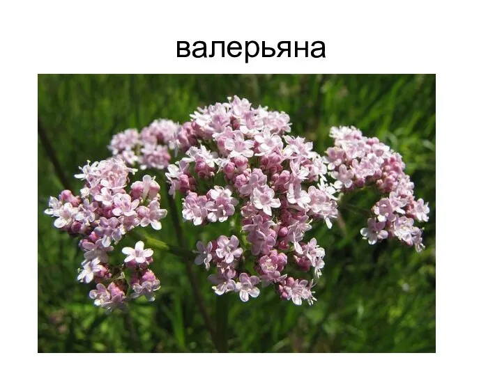 валерьяна