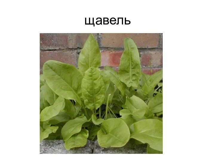 щавель