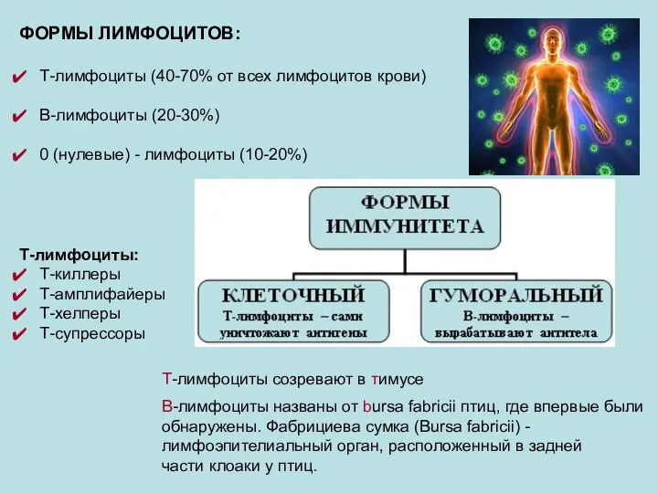 ФОРМЫ ЛИМФОЦИТОВ: Т-лимфоциты (40-70% от всех лимфоцитов крови) В-лимфоциты (20-30%) 0 (нулевые)