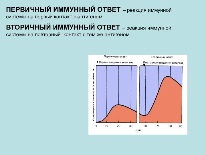 ПЕРВИЧНЫЙ ИММУННЫЙ ОТВЕТ – реакция иммунной системы на первый контакт с антигеном.