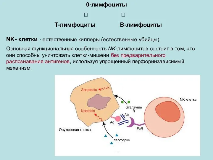 NK- клетки - естественные киллеры (естественные убийцы). Основная функциональная особенность NK-лимфоцитов состоит