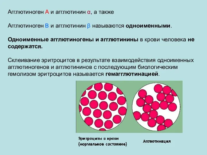 Агглютиноген А и агглютинин α, а также Агглютиноген В и агглютинин β