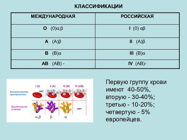КЛАССИФИКАЦИИ Первую группу крови имеют 40-50%, вторую - 30-40%; третью - 10-20%; четвертую - 5% европейцев.