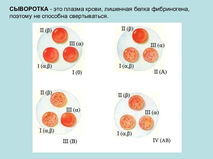 СЫВОРОТКА - это плазма крови, лишенная белка фибриногена, поэтому не способна свертываться.