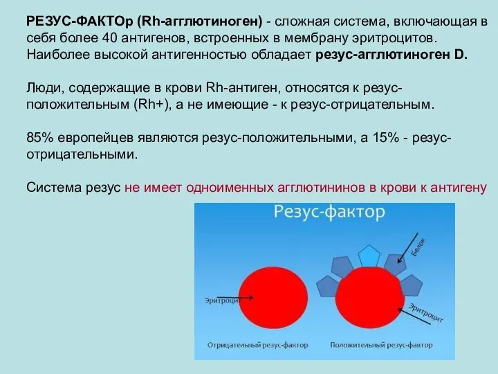 РЕЗУС-ФАКТОр (Rh-агглютиноген) - сложная система, включающая в себя более 40 антигенов, встроенных