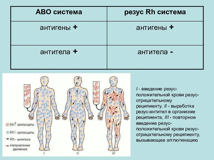 I - введение резус-положительной крови резус-отрицательному реципиенту, II - выработка резус-антител в