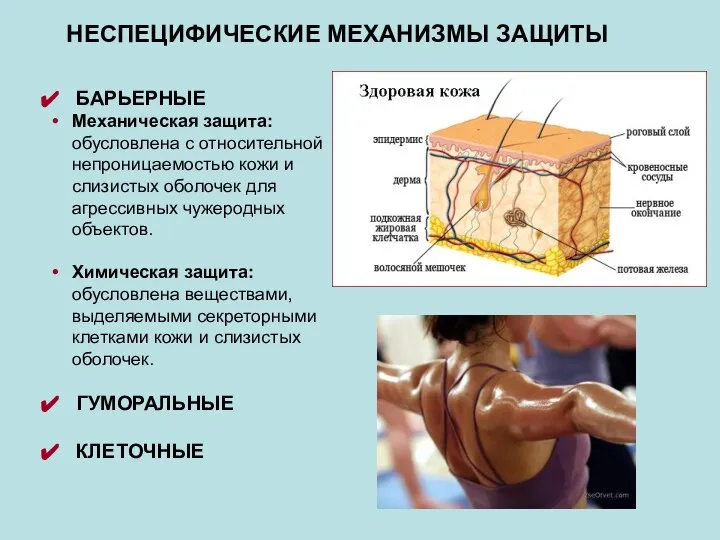 БАРЬЕРНЫЕ Механическая защита: обусловлена с относительной непроницаемостью кожи и слизистых оболочек для