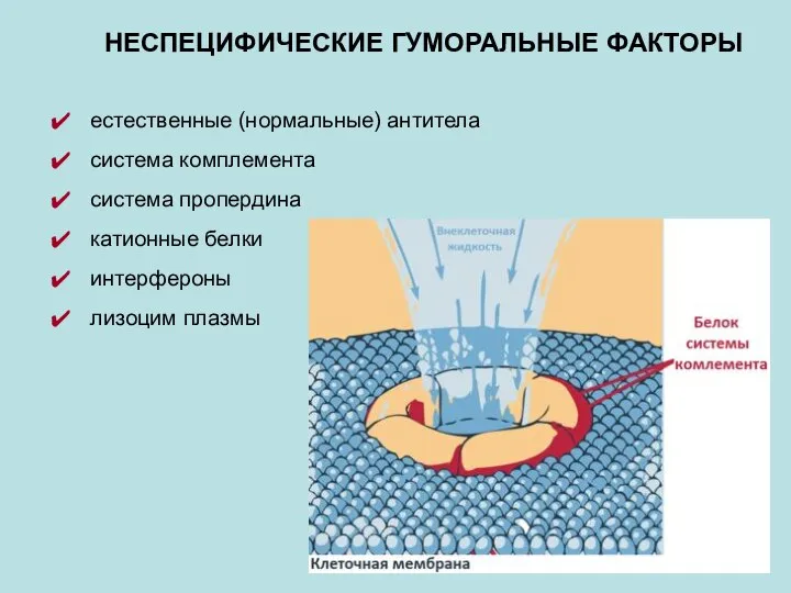 естественные (нормальные) антитела система комплемента система пропердина катионные белки интерфероны лизоцим плазмы НЕСПЕЦИФИЧЕСКИЕ ГУМОРАЛЬНЫЕ ФАКТОРЫ