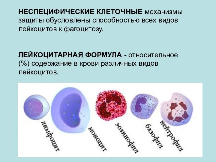 НЕСПЕЦИФИЧЕСКИЕ КЛЕТОЧНЫЕ механизмы защиты обусловлены способностью всех видов лейкоцитов к фагоцитозу. ЛЕЙКОЦИТАРНАЯ