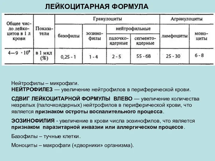 ЛЕЙКОЦИТАРНАЯ ФОРМУЛА Нейтрофилы – микрофаги. НЕЙТРОФИЛЕЗ — увеличение нейтрофилов в периферической крови.