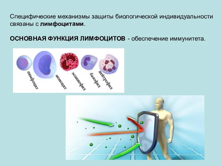 Специфические механизмы защиты биологической индивидуальности связаны с лимфоцитами. ОСНОВНАЯ ФУНКЦИЯ ЛИМФОЦИТОВ - обеспечение иммунитета.